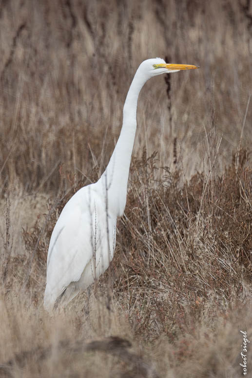 emily renzel wetlands 2024